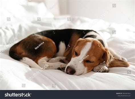 43,989 Sleeping dog on black Images, Stock Photos & Vectors | Shutterstock