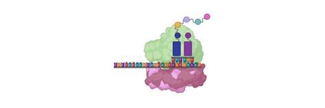 Polycistronic mRNA: Definition, Examples, Types, Advantage