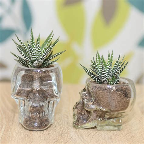 glass skull vase succulent terrarium by dingading terrariums ...