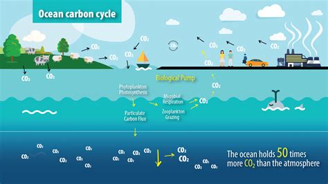 The ocean carbon cycle | IAEA