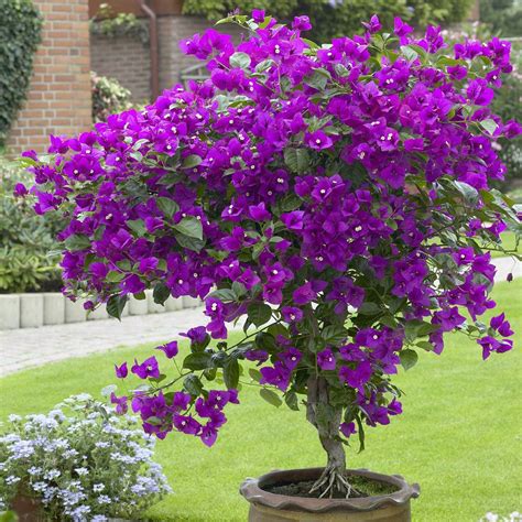 Buy Bougainvillea Lilac Plants | J Parker Dutch Bulbs | Conservatory plants, Plants, Outdoor flowers