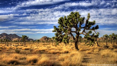 Interesting facts about Joshua Tree National Park | Just Fun Facts