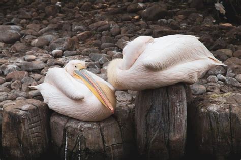 Baby Pelican: All You Need to Know (Facts 2022) - Bird Nature