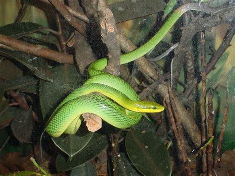 The Online Zoo - Red-tailed Green Rat Snake