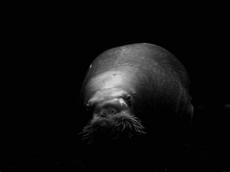 Free Images : black and white, animal, darkness, seal, sea lion, crawl, seals, marine mammal ...