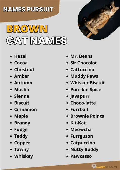 570+ Brown Cat Names [Creative Naming Guide]