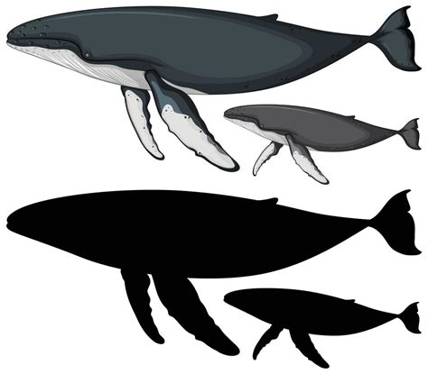 Humpback whales and silhouette 1431398 Vector Art at Vecteezy