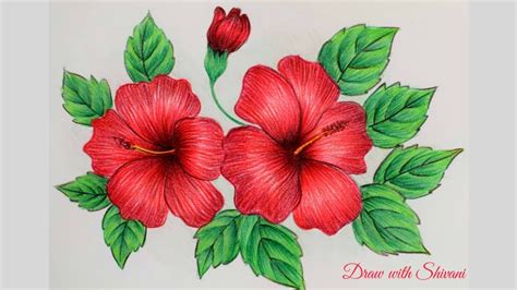 Hibiscus Sketching using Pencil Colors/ How to draw Hibiscus Flower ...