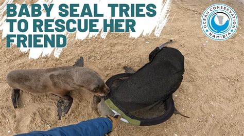 Baby Seal Tries To Rescue Her Friend - YouTube