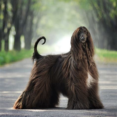 The 40 Best Large Dog Breeds for People Who Want Impressive Pets - Pets Lovers