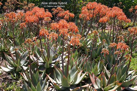 Aloe striata hybrid | Debra Lee Baldwin