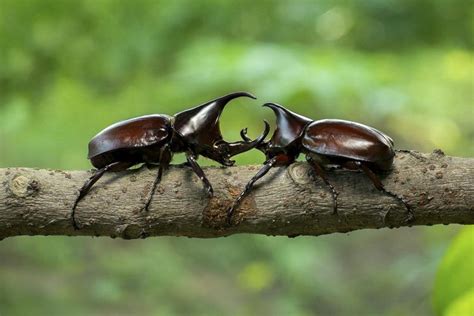 The Rhino Beetle - Likweti Bushveld Farm Estate