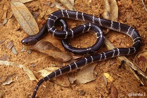 planetanimalzone: Common Krait The Monster Snake In India