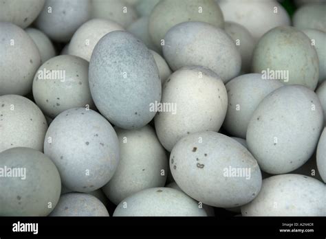 Chinese goose eggs Stock Photo - Alamy