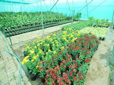 NBRI finds plants fit to grow on sodic soil | Lucknow News - Times of India