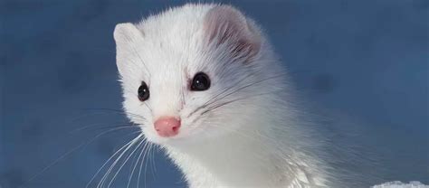 The Adorable, but Fierce, Ermine | Critter Science