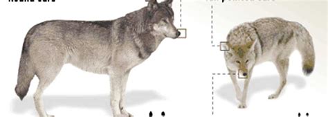 How to Tell a Wolf vs a Coyote | Rocky Mountain Elk Foundation