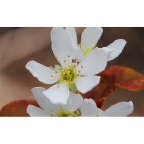 Allegheny Serviceberry | Plant Addicts