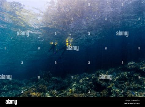 Tourists snorkeling through sunrays over a coral reef Stock Photo - Alamy