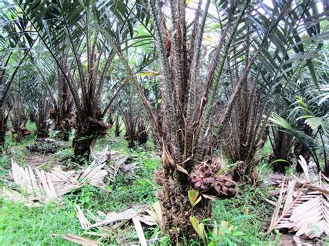 Salak Plantation Tour By Jeep