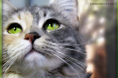 Feline Behavior and Communication: - PETS AND BIRD - Medium