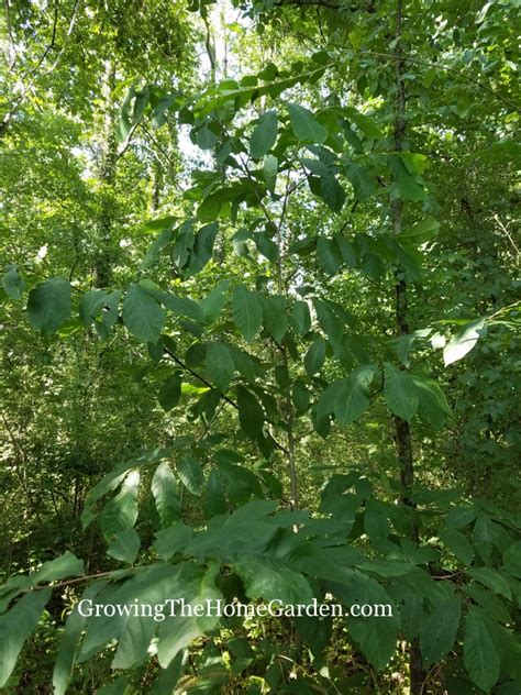 List of Pawpaw Tree Varieties (Asimina triloba) - Growing The Home Garden