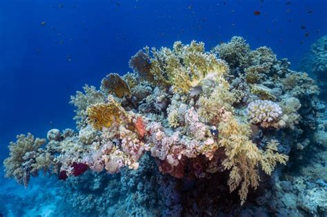 Coral reefs in the Red Sea stock image. Image of underwater - 278442759