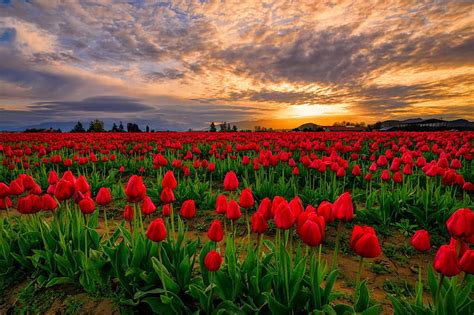 Tulips field at sunset, sky, field, fiery, flowers, bonito, tulips ...