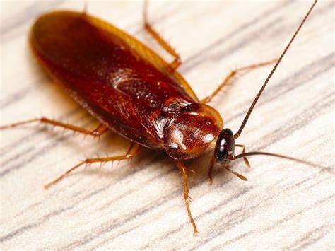 8 Types of Cockroaches Found in the Home - Lawnstarter