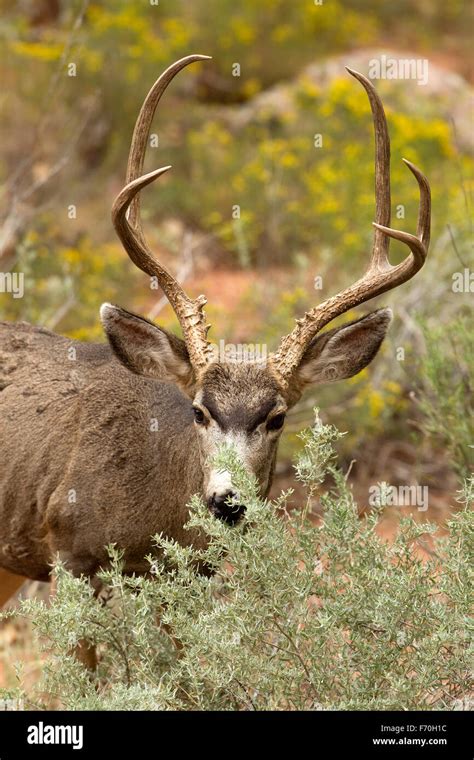 Black tailed Deer Buck Stock Photo - Alamy