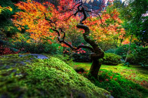 Japanese Garden | Portland by alierturk on DeviantArt