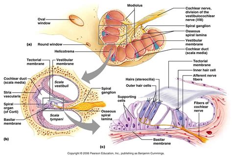 MD/MS Entrance study group: MD/MS PG Entrance ENT Question