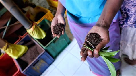 Sri Lankan Tea Production - FOODICLES