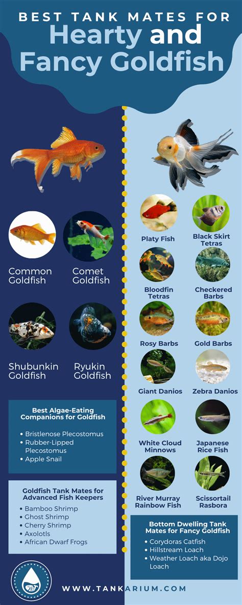 Compatible And Safe Tank Mates For Your GoldFish - With Chart