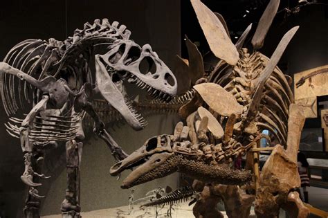 Dinosaur bones are now a hot commodity — Economy