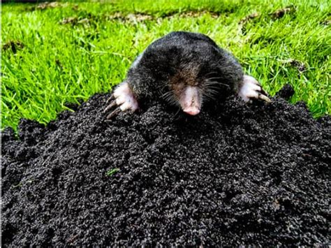 MOLE HABITAT