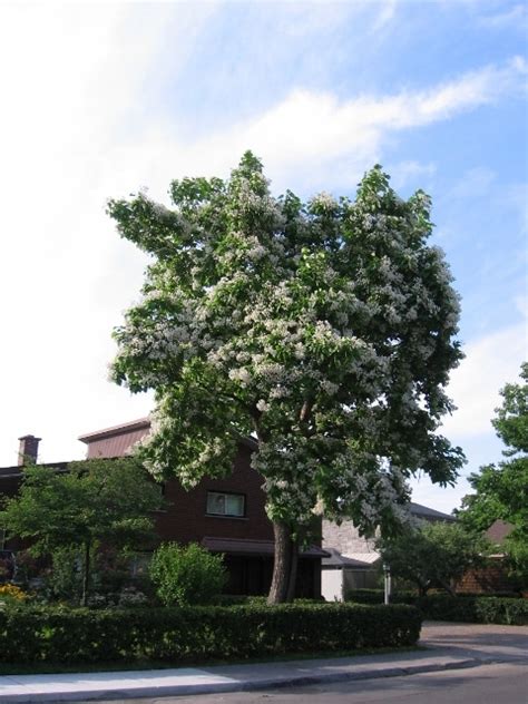 Catalpa speciosa (Catalpa or Northern Catalpa) – Mount Royal Seeds