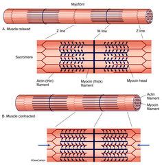 Muscular System | Carlson Stock Art