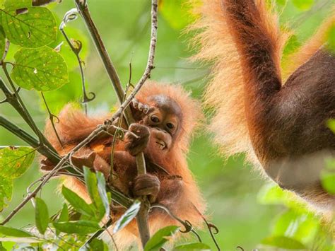 Borneo's endangered orang-utans are clinging on in the rainforest | The ...