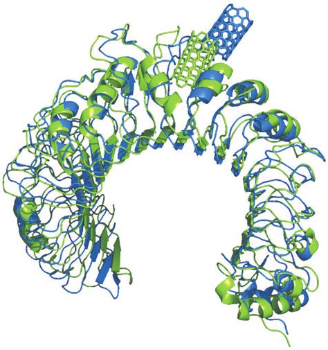 TLR2 receptor with CNT before simulation (blue) and after 1 ns of SMD ...