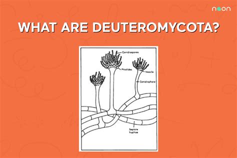 What are deuteromycota | Noon Academy