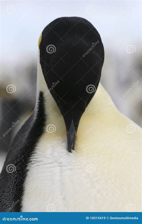 Emperor Penguin (Aptenodytes Forsteri) Stock Image - Image of bird, close: 10515419