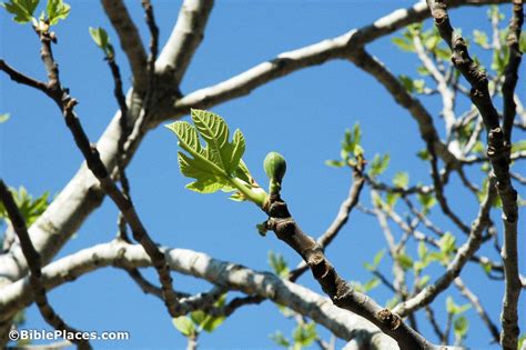 Fig Tree Fruit Before Leaves