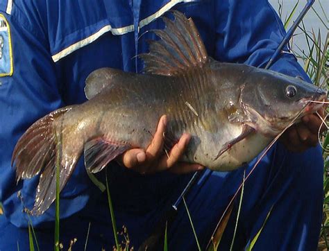 Umpan Ikan Baung Sungai Ampuh Rekomended - Umpan Mancing Ikan Jitu Terbaru