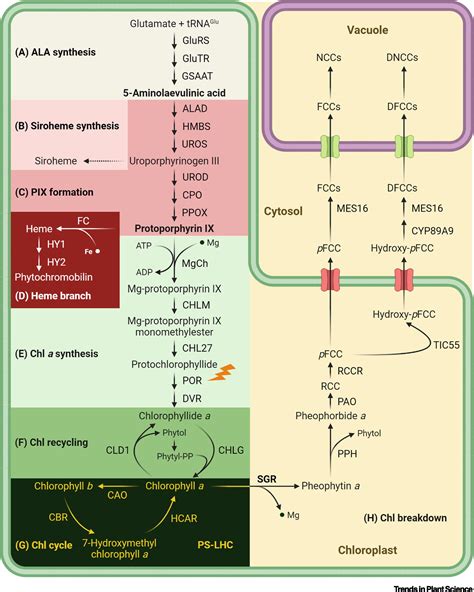 Connecting Chlorophyll Metabolism with Accumulation of the ...