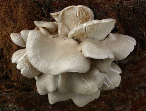 Pleurotus dryinus, Veiled Oyster mushroom