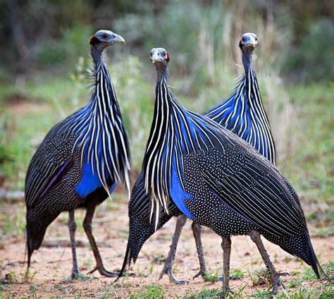 Guinea Fowl: The best security guard you can employ - CGTN