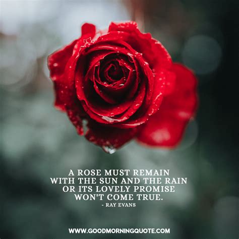 Inspiring and Beautiful Rose Quotes With Images - Good Morning Quotes