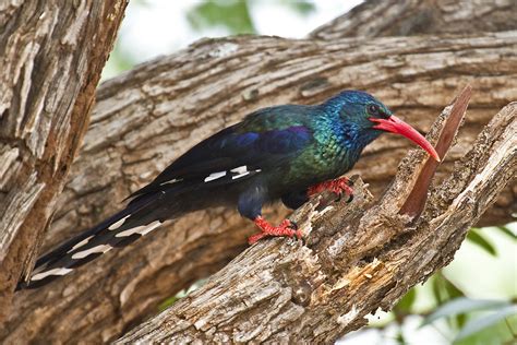 Botswana and Zambia: Green Wood- Hoopoe