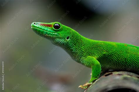 Madagascar giant day gecko Stock Photo | Adobe Stock